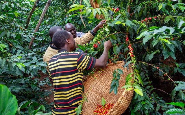 Keep Track of Smallholder and Farm Suppliers Across Origins