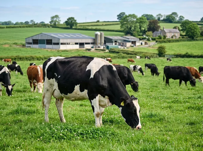 Cattle pasture and health tracking