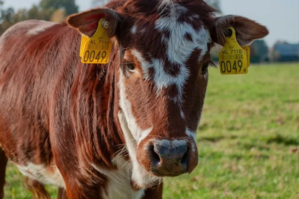 Tag & Identify - Unique RFID livestock identification