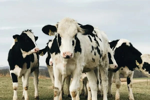 Record Movements - Animal movement tracking between pens and farms