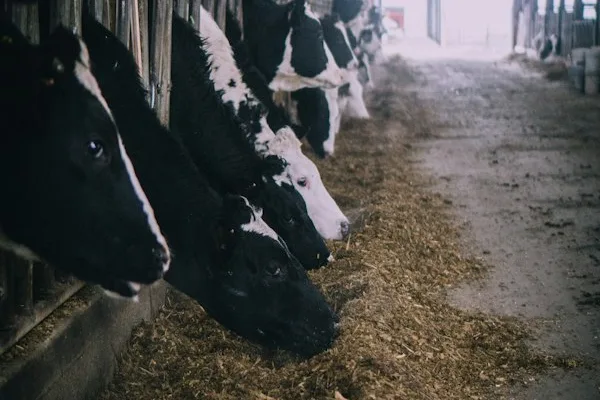 Track Health & Feed - Animal health checks and feeding records