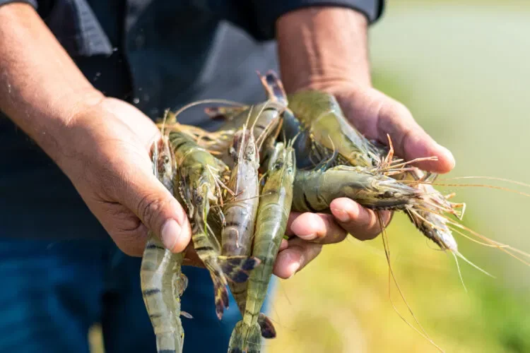 Aquaculture Farms - Farm to processing seafood traceability
